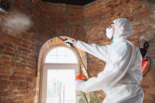 Best Emergency Mold Remediation in Pearisburg, VA